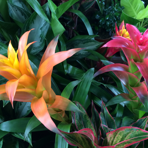 Indoor houseplant