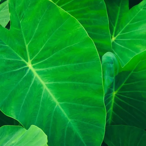 Elephantear