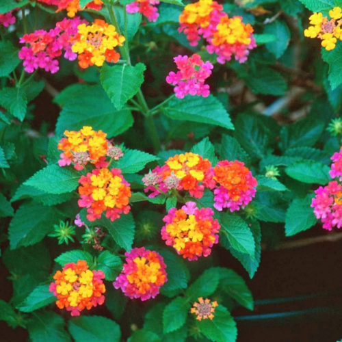 Lantana