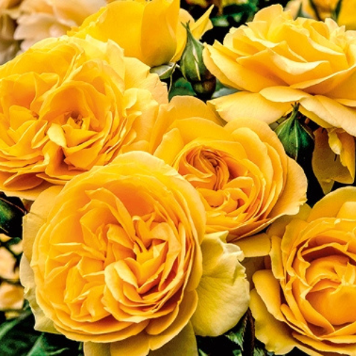 Julia Child Rose