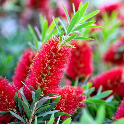 Bottlebrush