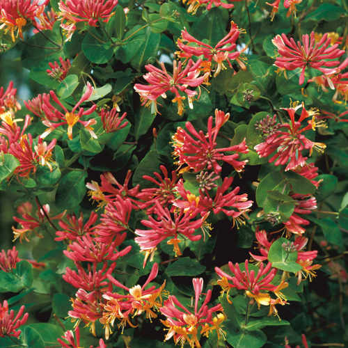Gold Flame Honeysuckle