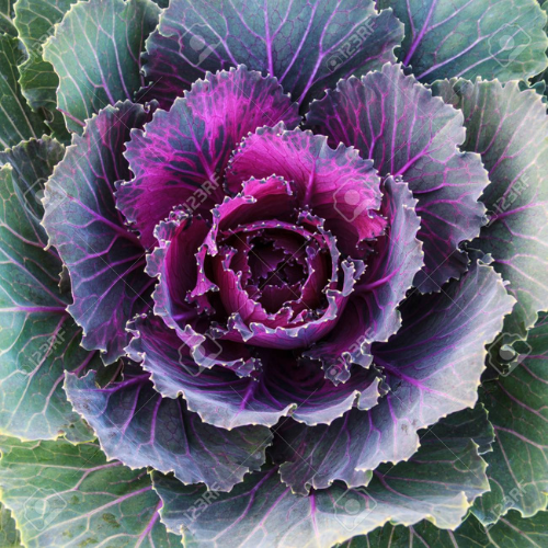 Flowering Cabbage 