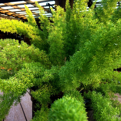 Fox Tail Fern