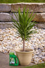 Miracle-Gro® Shake 'n Feed® Palm Plant Food (4.5 lbs)