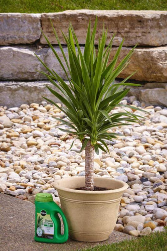 Miracle-Gro® Shake 'n Feed® Palm Plant Food (4.5 lbs)