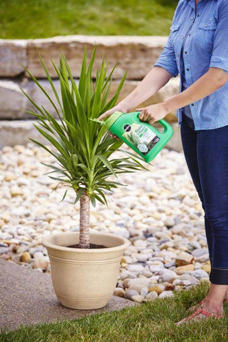Miracle-Gro® Shake 'n Feed® Palm Plant Food (4.5 lbs)