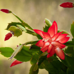Christmas Cactus