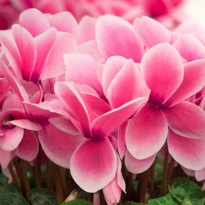 Cyclamen