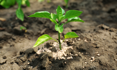Fertilizer surrounding a live plant