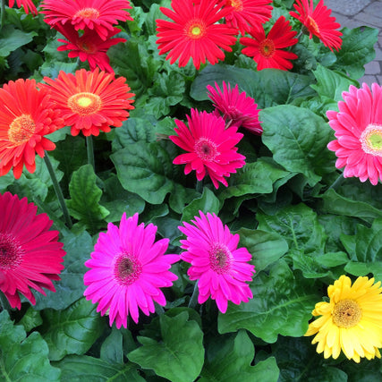 AnnualsA close-up of annuals.