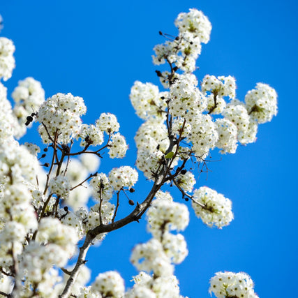 TreesA close-up of white trees.