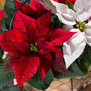 Poinsettias
