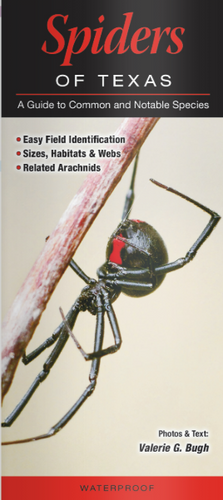 Spiders of Texas