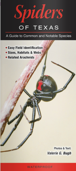 Spiders of Texas