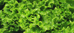 Lettuce