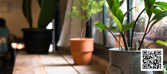 Indoor plants on a windowsill.