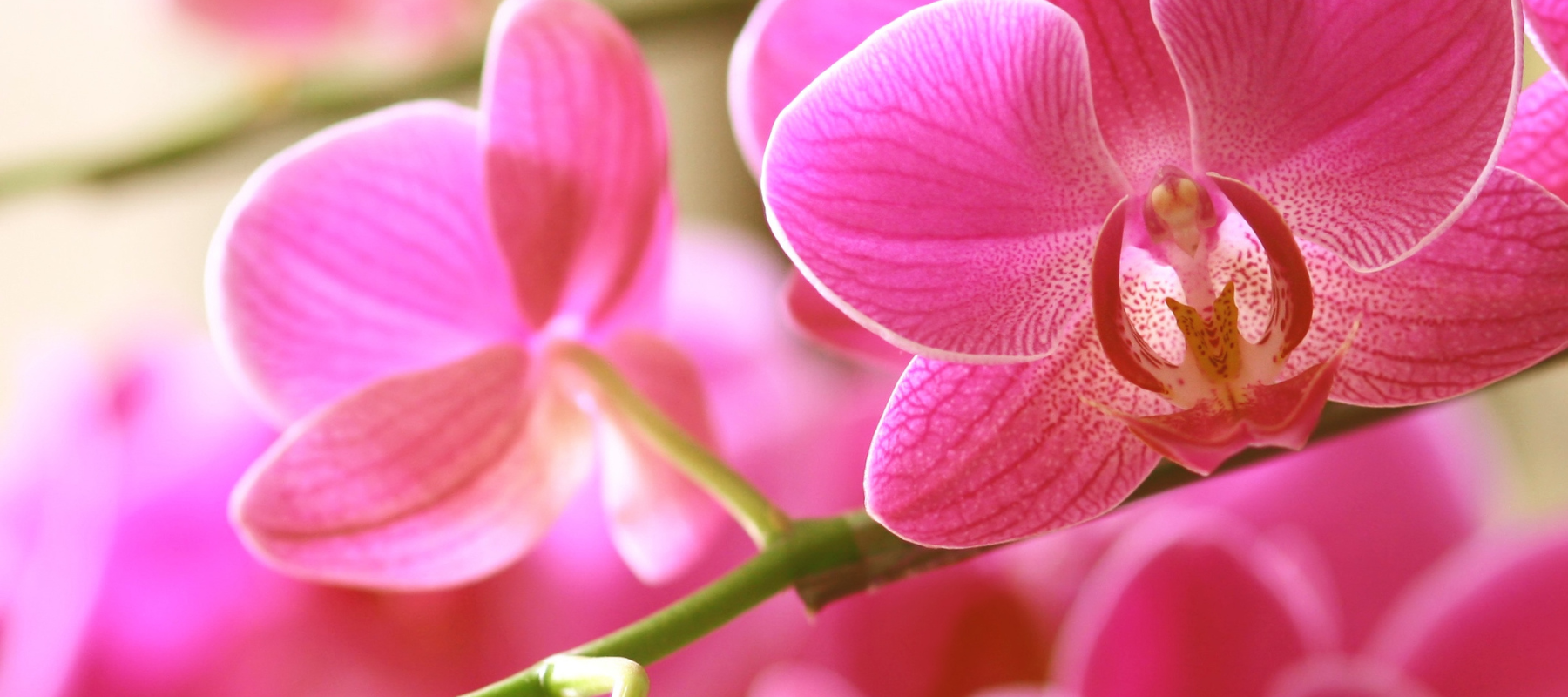 A close-up of pink flowers.