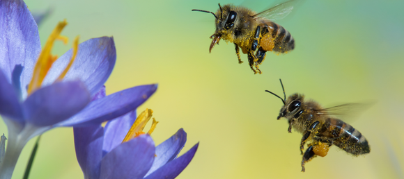 A close-up of two bees flying towards flowers.