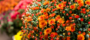 A close-up of orange mums.
