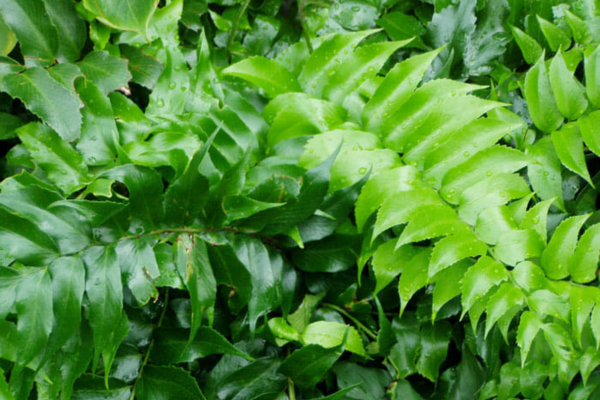 A close-up of a Holly Fern.