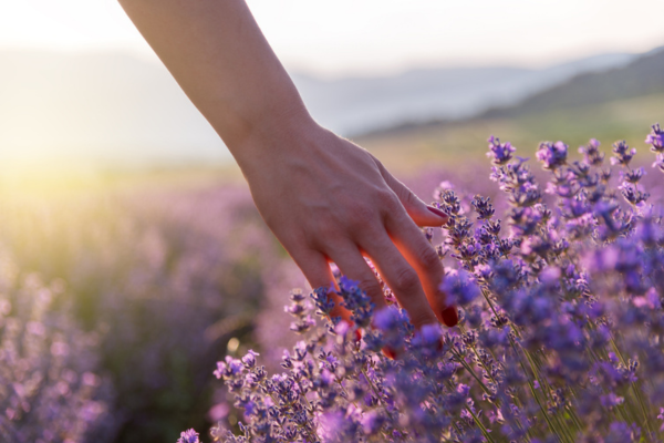 Hands reaching down to touch perennials during sunset.