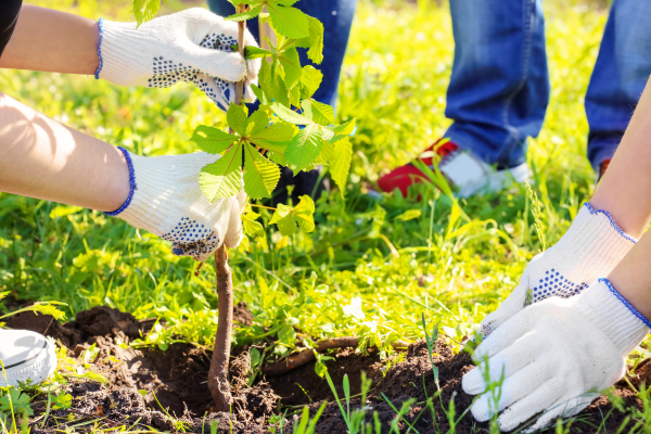 A young tree being planted