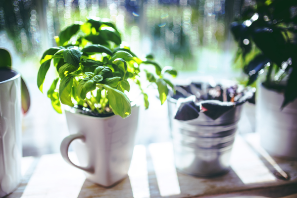 Windowsill herbs planted