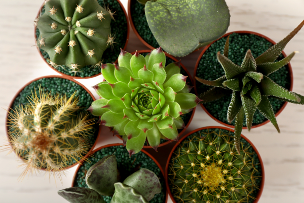 Cacti and succulents