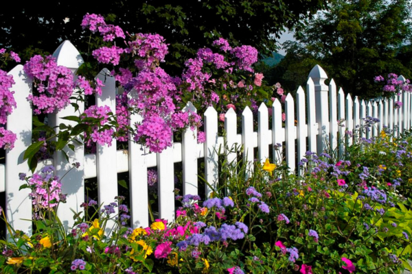 A white fence surrounded by blooming flowers on a clear day.