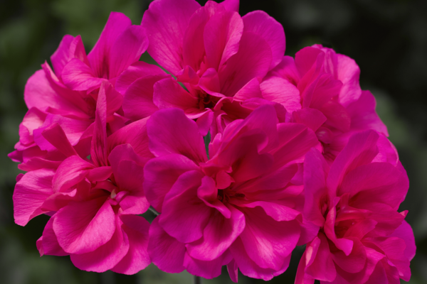 A close-up of a pink annual.