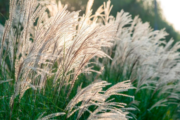 Tall grass at sunset.