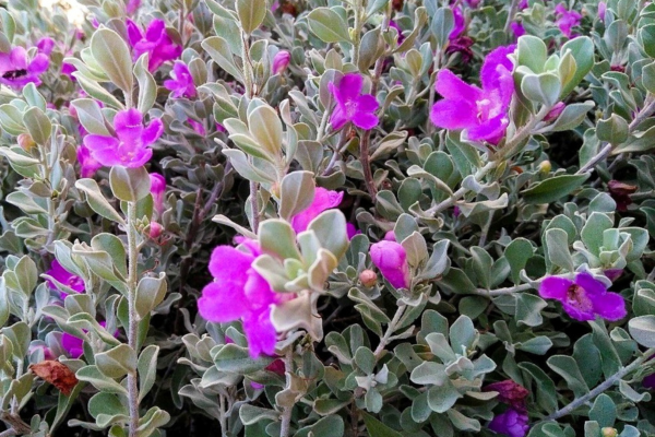 Purple shrub flowers.