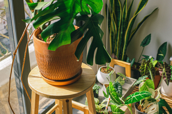 Houseplants
