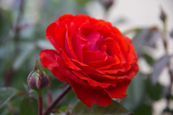 A close-up of a red rose.