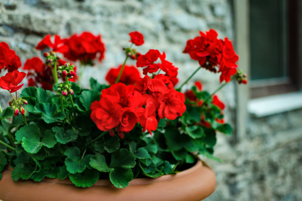 Red roses in a planter outdoors.