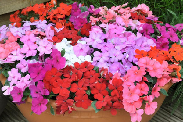 A flower pot with a variety of different color flowers, including red, white, pink and purple.