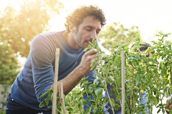 A close-up of a main smelling herbs in a garden on a sunny day.