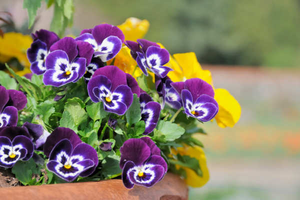 Purple and yellow flowers in a planter.