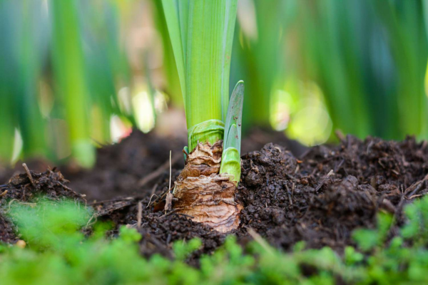 A close-up of a plant growing out of soil.