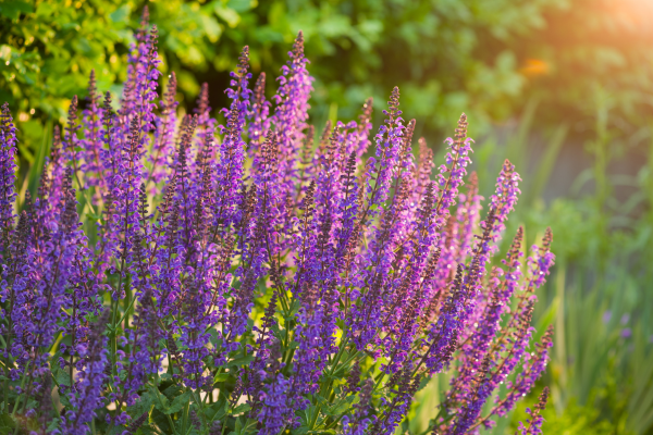 Perennials 