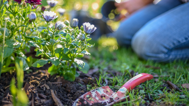 Planting flowers