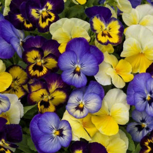 Violas