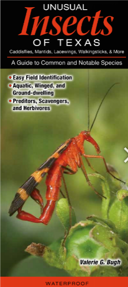 Unusual Insects of Texas