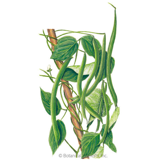 Botanical Interests Blue Lake Pole Bean Seeds