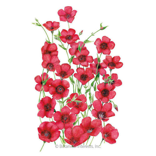 Botanical Interests Scarlet Flax Heirloom Seeds